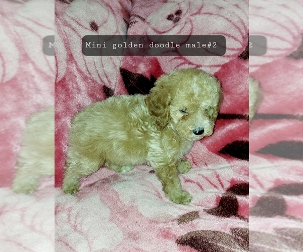 Medium Photo #20 Goldendoodle (Miniature) Puppy For Sale in DETROIT, MI, USA