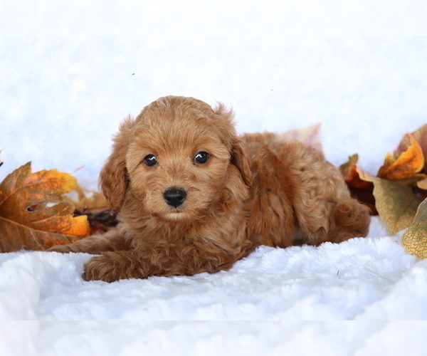 Medium Photo #4 Cavapoo Puppy For Sale in SHILOH, OH, USA