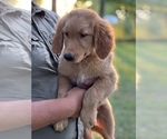 Small Photo #4 Golden Retriever Puppy For Sale in SEYMOUR, MO, USA