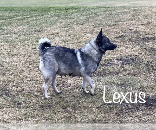 Medium Photo #1 Norwegian Elkhound Puppy For Sale in MEADVILLE, PA, USA