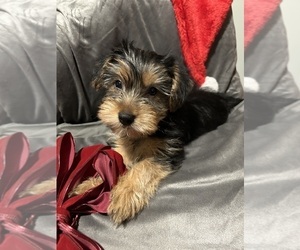 Yorkshire Terrier Puppy for sale in BYRAM, MS, USA