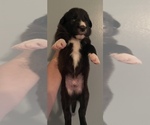 Small #2 Border Collie