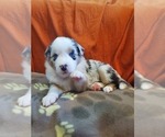 Small Photo #2 Australian Shepherd Puppy For Sale in PHOENIX, AZ, USA