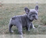 Puppy Guac French Bulldog