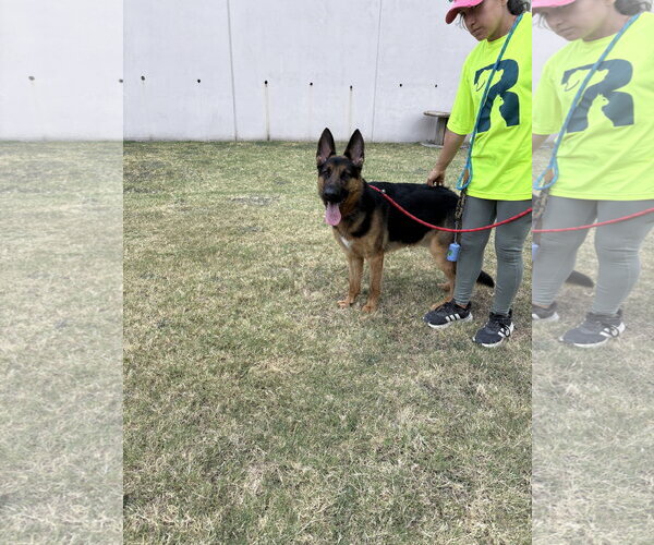 Medium Photo #2 German Shepherd Dog Puppy For Sale in Rowlett, TX, USA