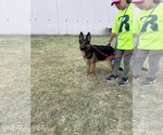 Small #1 German Shepherd Dog