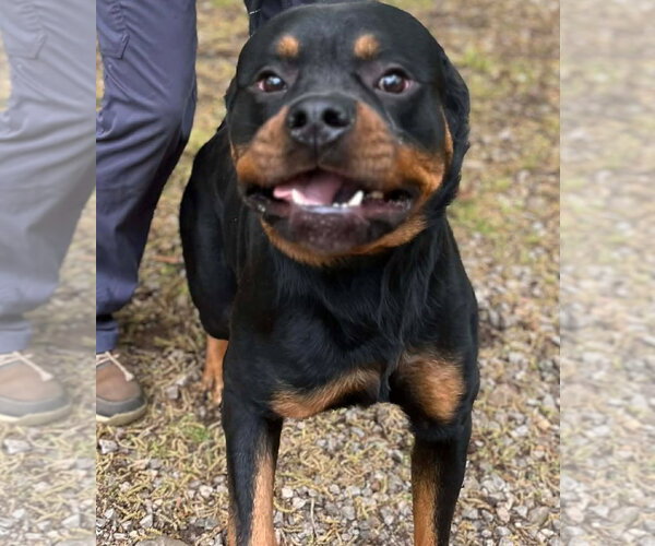 Medium Photo #1 Rottweiler Puppy For Sale in Hillsboro, NH, USA