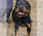 Small Rottweiler