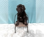 Small Photo #18 Aussiedoodle Puppy For Sale in UNIONVILLE, IA, USA