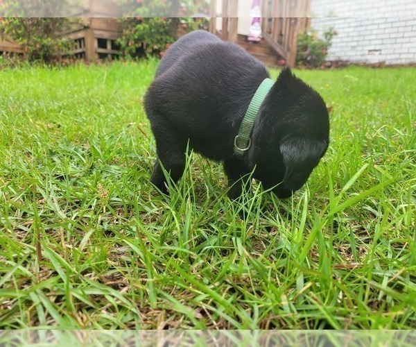 Medium Photo #21 Labrador Retriever Puppy For Sale in BONAIRE, GA, USA
