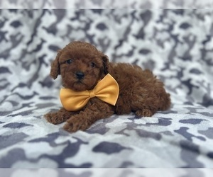 Cavapoo Puppy for sale in LAKELAND, FL, USA