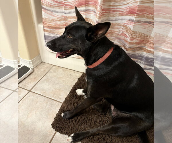 Medium Photo #5 Holland Shepherd-Unknown Mix Puppy For Sale in Palatka, FL, USA