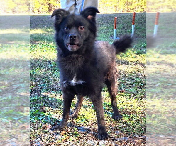 Medium Photo #2 Australian Shepherd-Unknown Mix Puppy For Sale in Wetumpka, AL, USA