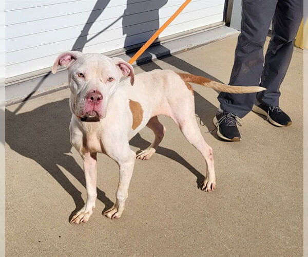 Medium Photo #1 American Pit Bull Terrier Puppy For Sale in Louisville, KY, USA