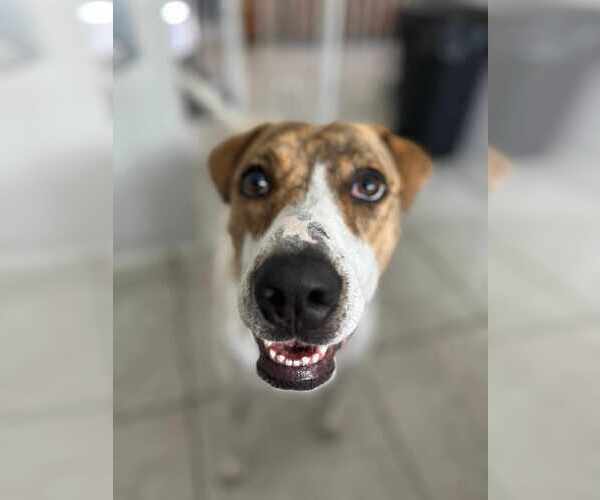 Medium Photo #7 Labrador Retriever-Unknown Mix Puppy For Sale in Rosenberg, TX, USA