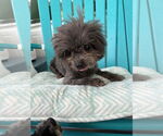 Small #3 Mutt