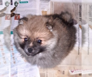 Pomeranian Puppy for sale in SPOTSYLVANIA, VA, USA