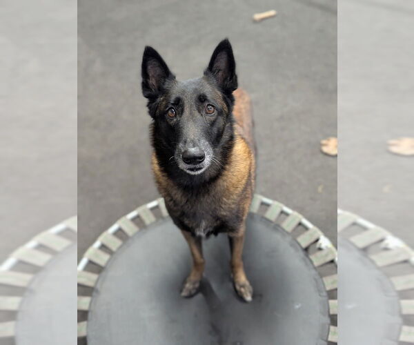 Medium Photo #9 Mutt Puppy For Sale in Imlay City, MI, USA