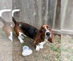 Small #4 Basset Hound