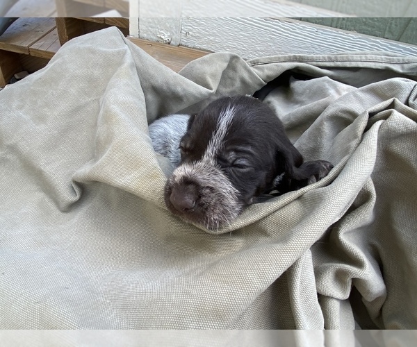 Medium Photo #31 German Wirehaired Pointer Puppy For Sale in PAOLA, KS, USA