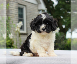 Cavachon Puppy for sale in GORDONVILLE, PA, USA