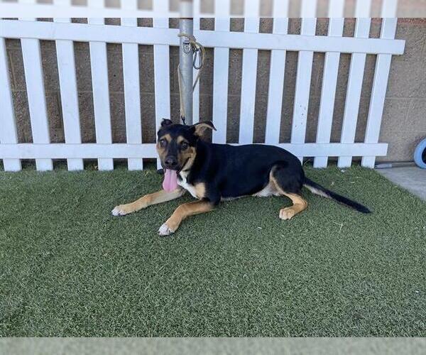 Medium Photo #1 German Shepherd Dog-Unknown Mix Puppy For Sale in Modesto, CA, USA