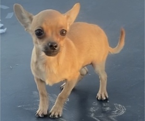 Chihuahua Puppy for sale in AURORA, CO, USA