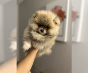 Pomeranian Puppy for Sale in STOCKTON, California USA
