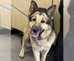 Small German Shepherd Dog