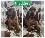Puppy Theodore Bloodhound