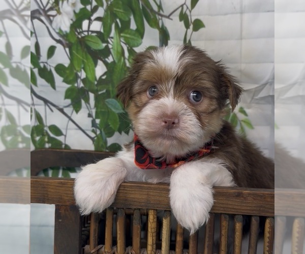 Medium Photo #11 Shorkie Tzu Puppy For Sale in SELLERSBURG, IN, USA