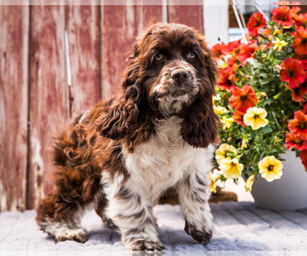 Medium Photo #1 Cocker Spaniel Puppy For Sale in WAKARUSA, IN, USA