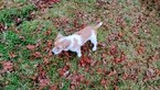 Small Photo #22 Jack Russell Terrier Puppy For Sale in AIKEN, SC, USA