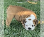 Small Photo #22 Bulldog Puppy For Sale in NORCO, CA, USA