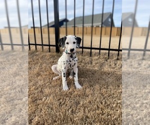 Dalmatian Puppy for sale in SIMPSONVILLE, SC, USA