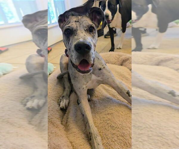 Medium Photo #1 Great Dane Puppy For Sale in Bullard, TX, USA