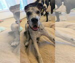 Small Great Dane