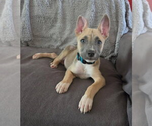 American Staffordshire Terrier-Unknown Mix Dogs for adoption in Lakewood, CO, USA