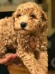 Small Photo #1 Poodle (Miniature) Puppy For Sale in BRIGHTON, CO, USA