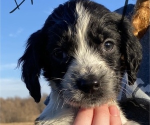 English Springer Spaniel Puppy for sale in LONSDALE, MN, USA