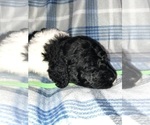 Small Photo #17 Poodle (Standard) Puppy For Sale in BELLA VISTA, AR, USA