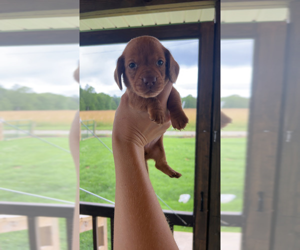 Medium Photo #1 Dachshund Puppy For Sale in HILLSBORO, KY, USA