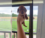Small Dachshund