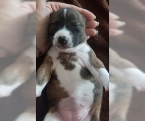 Basenji Puppy for sale in TEXARKANA, TX, USA
