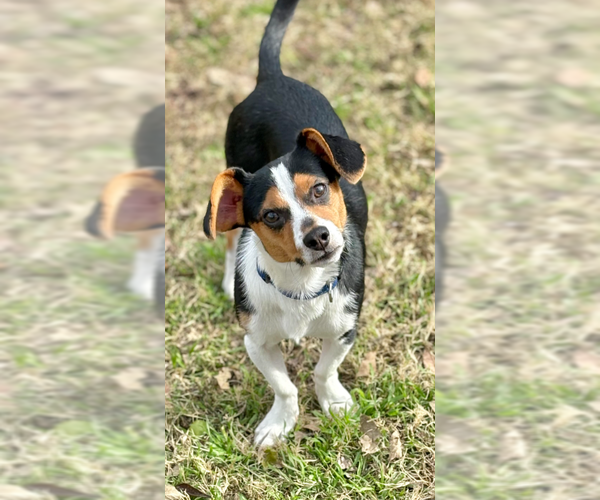 Medium Photo #6 Dachshund-Unknown Mix Puppy For Sale in Cranston, RI, USA
