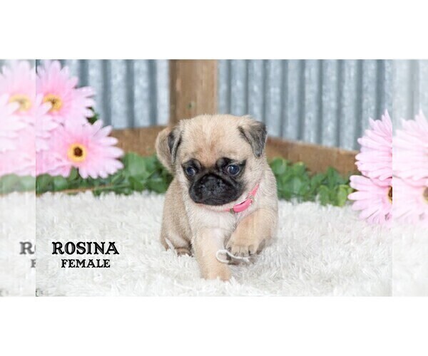 Medium Photo #24 Pug Puppy For Sale in CLARE, MI, USA