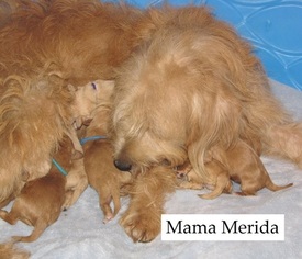 Mother of the Goldendoodle puppies born on 12/05/2018