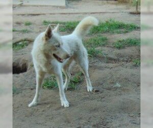 Blossom - Female Siberian Husky Dog for Adoption - Photo #5