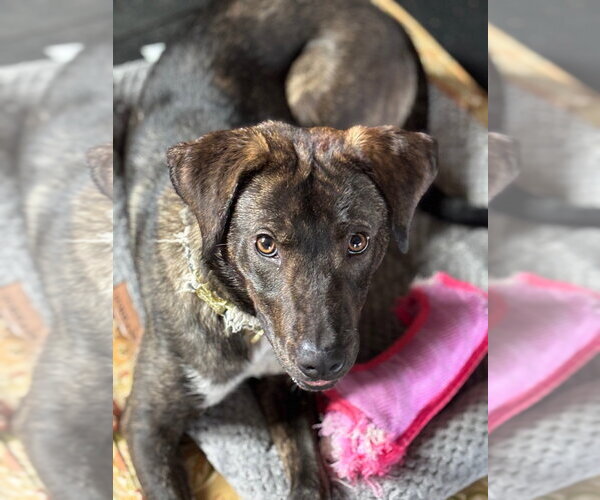 Medium Photo #6 Mountain Cur-Unknown Mix Puppy For Sale in Ellijay, GA, USA