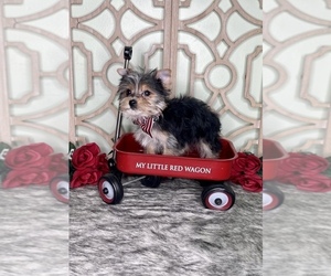 Yorkshire Terrier Puppy for sale in MORRIS CHAPEL, TN, USA